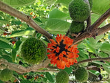 Graines de mûrier d'Espagne, mûrier de Chine, mûrier à papier, Broussonetia papyrifera