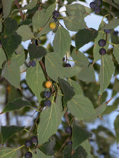 Hackberry seeds of Provence, Hackberry du Midi, Celtis australis