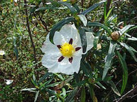 Graines de Ciste porte-laudanum, Ciste à gomme, Cistus ladanifer