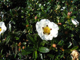 Graines de Ciste porte-laudanum, Ciste à gomme, Cistus ladanifer