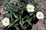 Graines de Ciste à Feuilles de Laurier, Cistus laurifolius