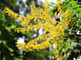 Graines de Savonnier, Koelreuteria paniculata