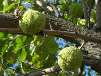 Graines de Oranger des Osages, Maclura pomifera