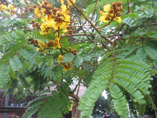 Graines de Arbre de feu, Flamboyant jaune, Flamboyant de l'Inde, Peltophorum pterocarpum