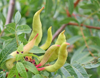 Graines de Pistachier térébinthe, Térébinthe, Pistacia terebinthus