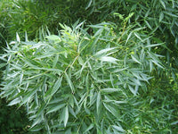 Graines de Fraxinus oxyphylla, Fraxinus angustifolia, Frêne à feuilles étroites, Frêne du Midi, Frêne oxyphylle