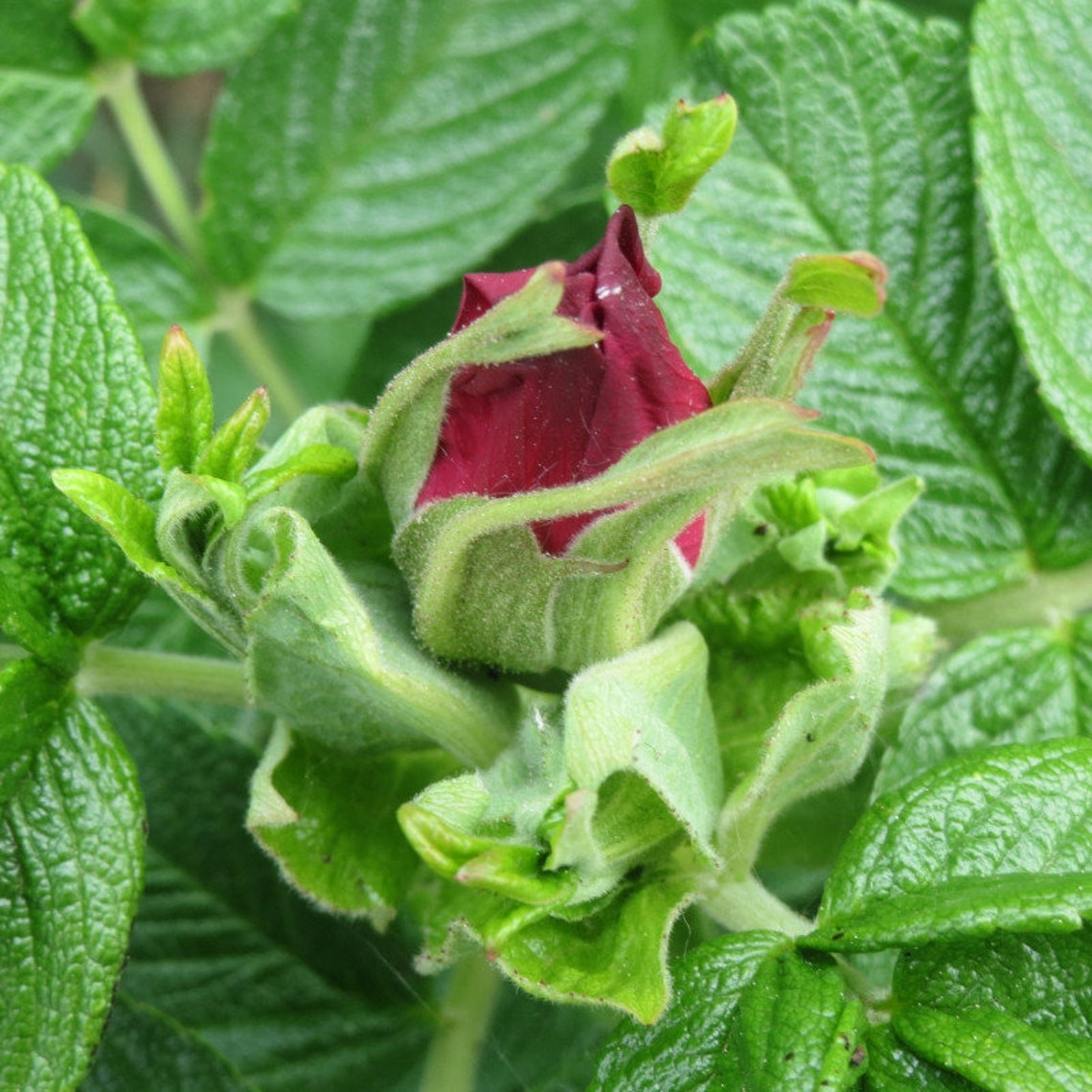 Red rough rose seeds, Rosa rugosa var. rubra – NinaSeeds