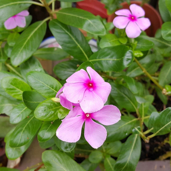 Graines de Pervenche de Madagascar, Catharanthus roseus mix