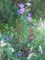 Graines de Pied d'Alouette des jardins, Dauphinelle cultivée, Delphinium ajacis