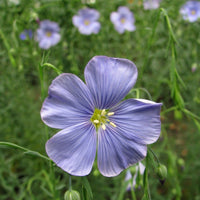 Graines de Lin vivace, Linum perenne 'nanum blue sapphire'