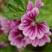 Graines de Mauve sylvestre, Mauve de Mauritanie, Malva sylvestris ssp Mauritiana