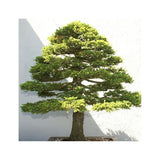 Graines de Épicéa du Japon, Picea jezoensis
