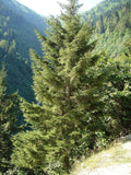 Graines de Épicéa d'Orient, Sapinette du Caucase, Picea orientalis