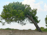 Graines de Pin de Calabre, Pinus brutia