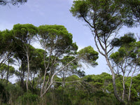 Weiße Pinienkerne aus der Provence, Aleppo-Kiefer, Pinus halepensis