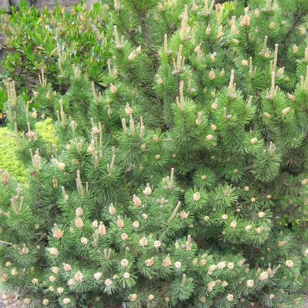 Samen der Bergkiefer, Pinus mugo mughus