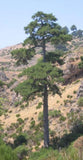 Österreichische Kiefernsamen, Pinus nigra austriaca