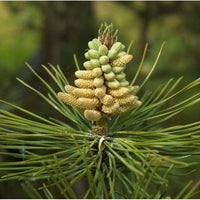 Seeds of Austrian black pine, Pinus nigra austriaca