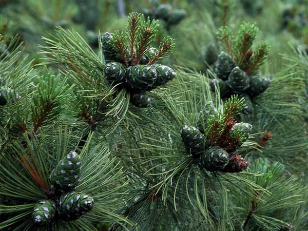 Samen der Sibirischen Zwergkiefer, Pinus pumila