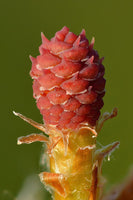 Scots pine seeds, Pinus sylvestris