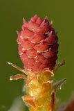 Samen der Waldkiefer, Pinus sylvestris