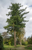 Green Douglas fir seeds, Douglas fir, Pseudotsuga menziesii