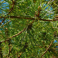 Seeds of Japanese stone pine, Sciadopitys verticillata