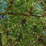 Seeds of Japanese stone pine, Sciadopitys verticillata