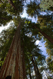 Gemeinsame Redwood-Samen, Evergreen Redwood, Evergreen Redwood, Sequoia sempervirens