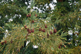 Graines de Séquoia à feuilles d'if, Séquoia toujours vert, Séquoia sempervirent, Sequoia sempervirens