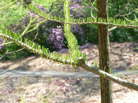 Sumpfzypresse, Teichzypresse, Taxodium ascendens Samen