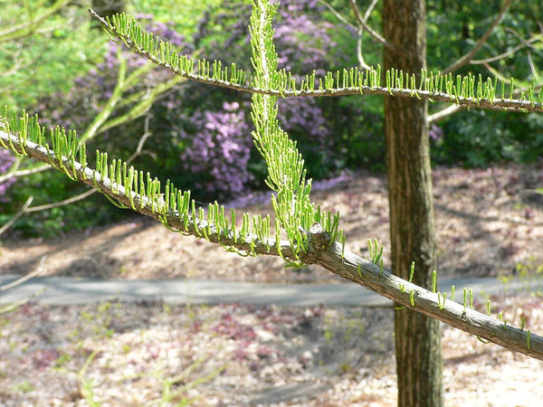 Seeds of Swamp Cypress, Pond Cypress, Taxodium ascendens