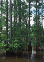 Kahle Zypresse, Louisiana-Zypresse, Taxodium distichum Samen