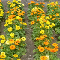 Graines de Souci Nain, Calendula Officinalis Gitana