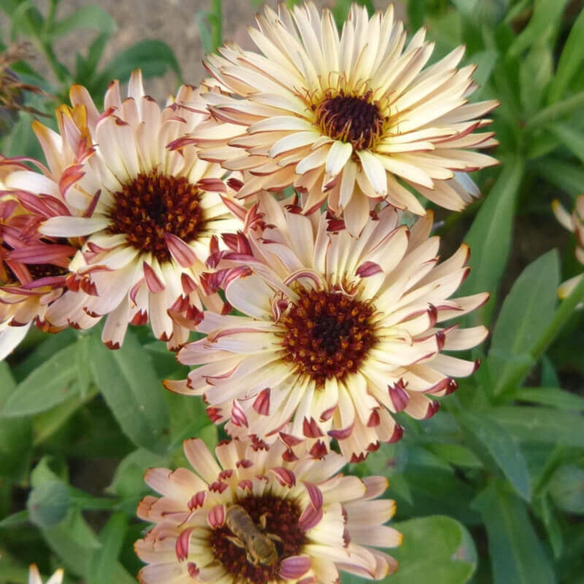 Graines De Souci Touch Of Red - Calendula Officinalis, Fleurs Rouge-orangé, Comestibles - Sachet 50 Graines