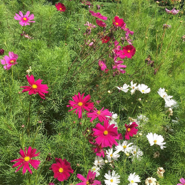 Graines de Cosmos Fleurs Mix, Cosmos Bipinnatus