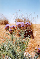 Graines de Cardon, Cynara Cardunculus