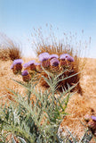 Graines de Cardon, Cynara Cardunculus