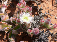 Graines de ficoïde glaciale, Mesembryanthemum crystallinum