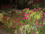 Graines de Belle de nuit, Mirabilis jalapa