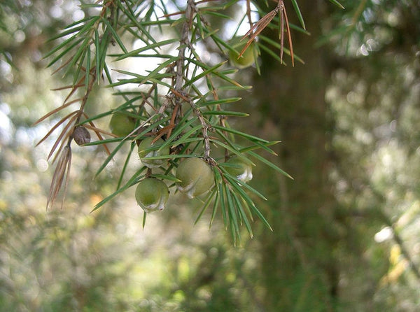 Seeds of Rigid Juniper, Juniperus rigida