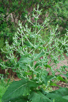 Graines de Chia, Salvia hispanica
