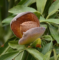Graines d'Amandier, Amande Douce, Prunus Dulcis var. Garrigues