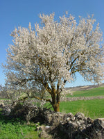 Graines d'Amandier Larguera, Amande Douce, Prunus Dulcis var. Largueta