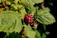 Raspberry Seeds, Mount Ida Bramble, Wild Raspberry, Rubus idaeus