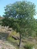 Graines de Micocoulier de Provence, Micocoulier du Midi, Celtis australis