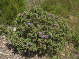 Graines de Ciste cotonneux, Ciste blanc, Ciste blanchâtre, Cistus albidus