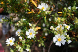 Graines de Ciste de Montpellier, Cistus monspeliensis