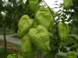 Graines de Savonnier, Koelreuteria paniculata