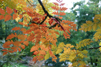 Graines de Savonnier, Koelreuteria paniculata